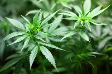 Cannabis Club legge approvata in Catalogna